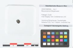 Foto (Objekt + Etikett) von Musa eocenica Ettingshausen (NHMW-GEO-2024-0188-9056)